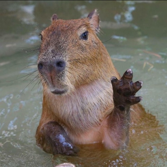 Meet your Posher, Stephanie - Picture 1 of 1